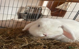 Mini Lop rabbits for sale: Two mini lop rabbits  - Image 2
