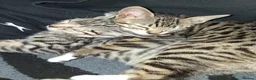Bengal cats for sale: Bengal / tabby brother sister 7 mths old in Ramsgate - Advert 5