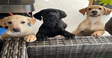 Labrador Retriever dogs - Advert 5