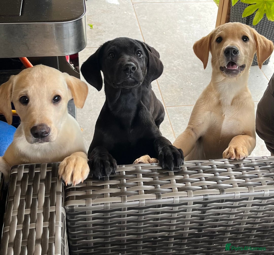 Labrador Retriever dogs for sale: Three gorgeous boys!!  - Image 3