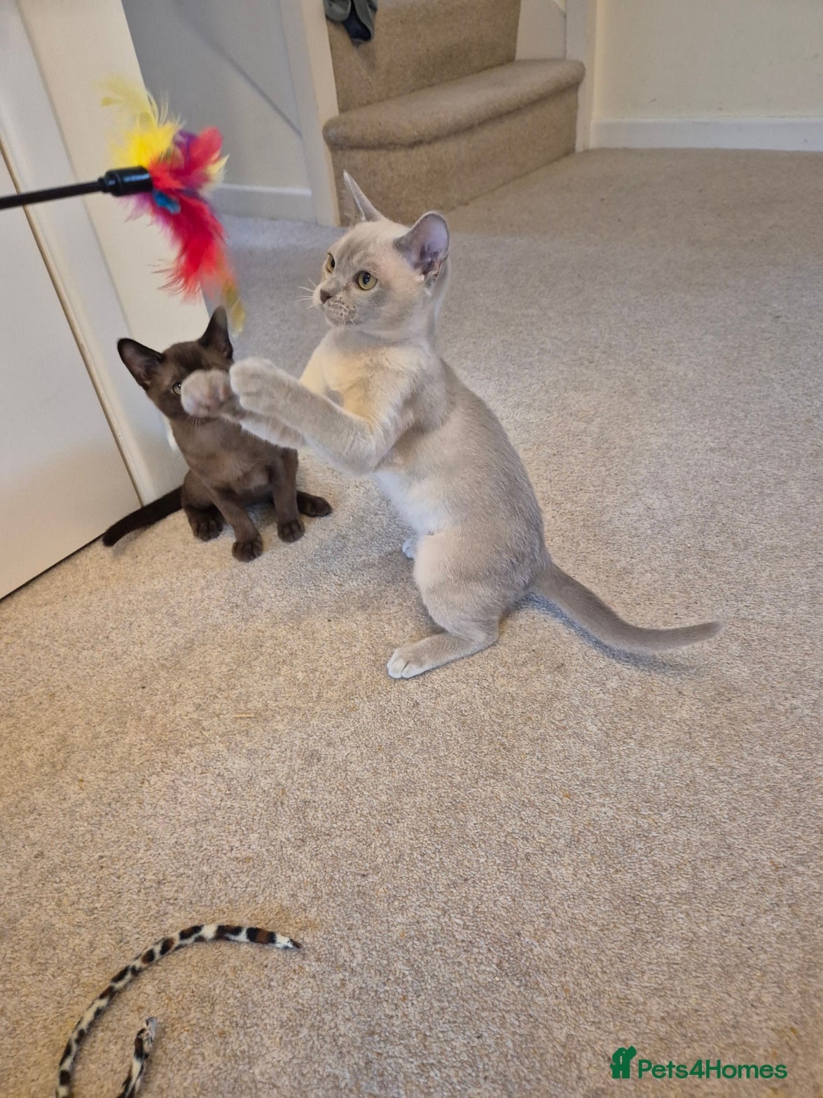Burmese cats for sale: Pedigree Burmese Kittens Available - Advert 8