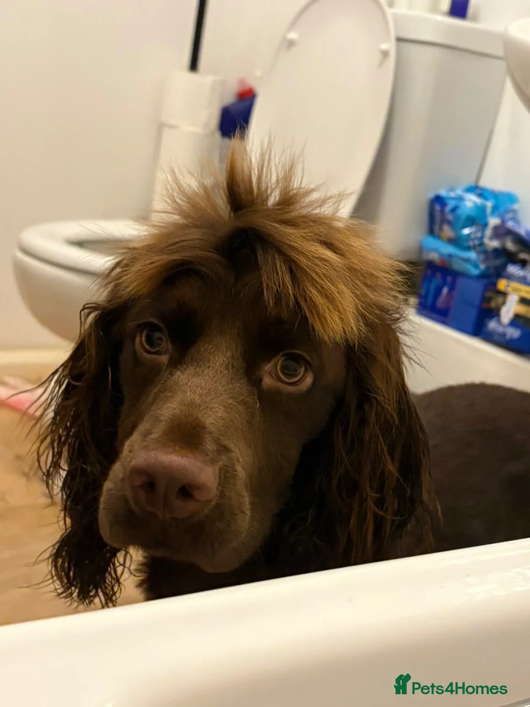 Cocker Spaniel dogs for sale: Make cocker spaniel  - Advert 2