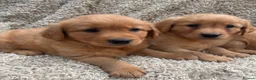 Golden Retriever dogs for sale: Dark Golden Retriever Puppies in Bradford - Advert 5