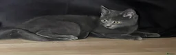Mixed Breed cats for sale: Beautiful kittens for sale  - Advert 37