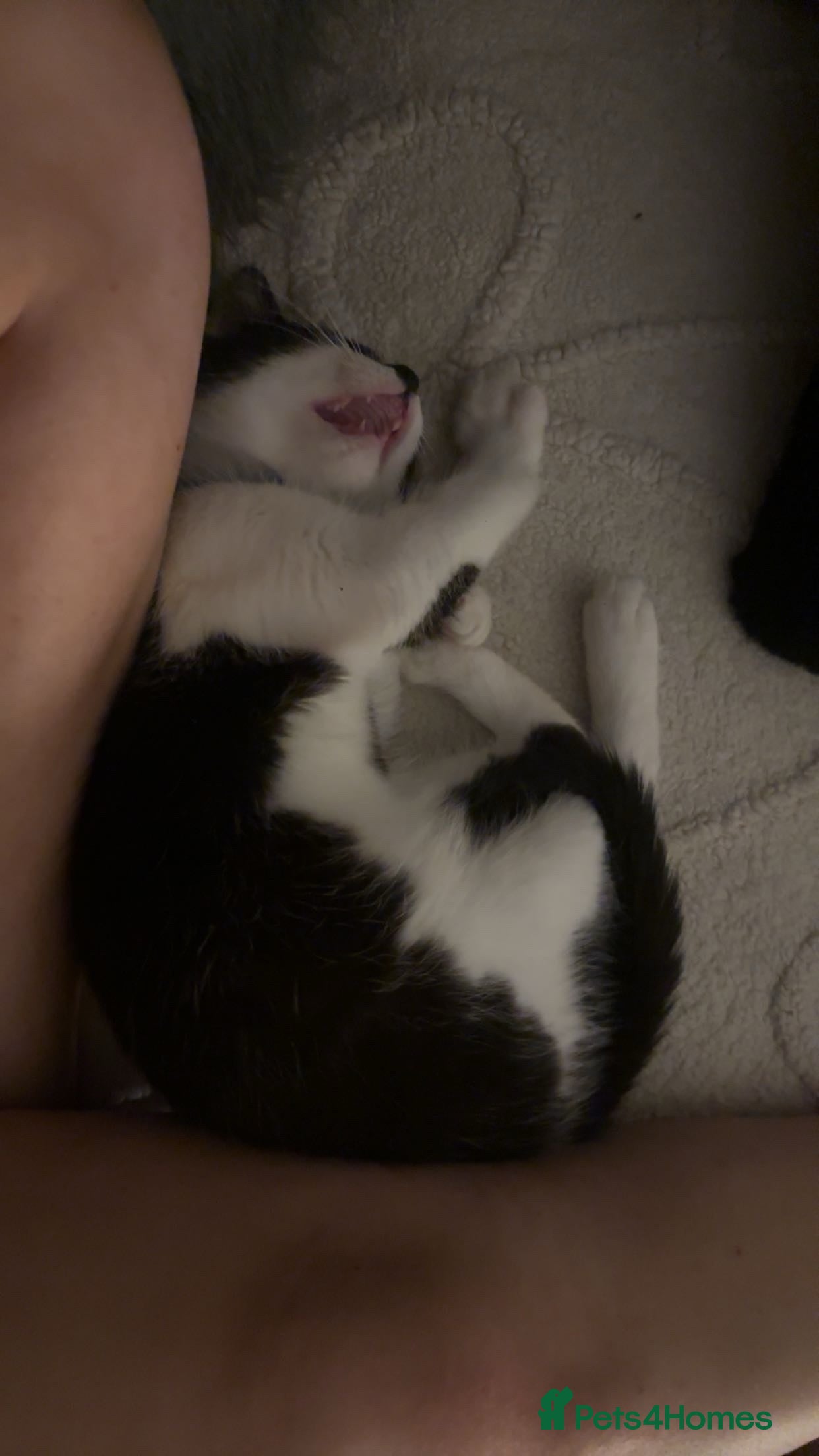 Mixed Breed cats Kitten for sale urgent  - Advert 1