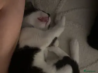 Mixed Breed cats Kitten for sale urgent - Advert 4