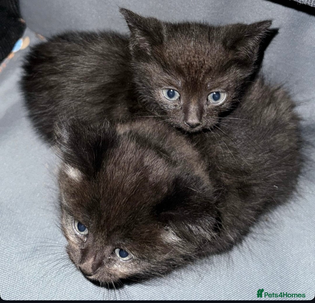 Scottish Fold cats for sale: Bella and Bruce - Advert 3