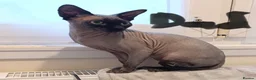 Sphynx cats for sale: Beautiful sphynx kittens for sale🥹 - Advert 13
