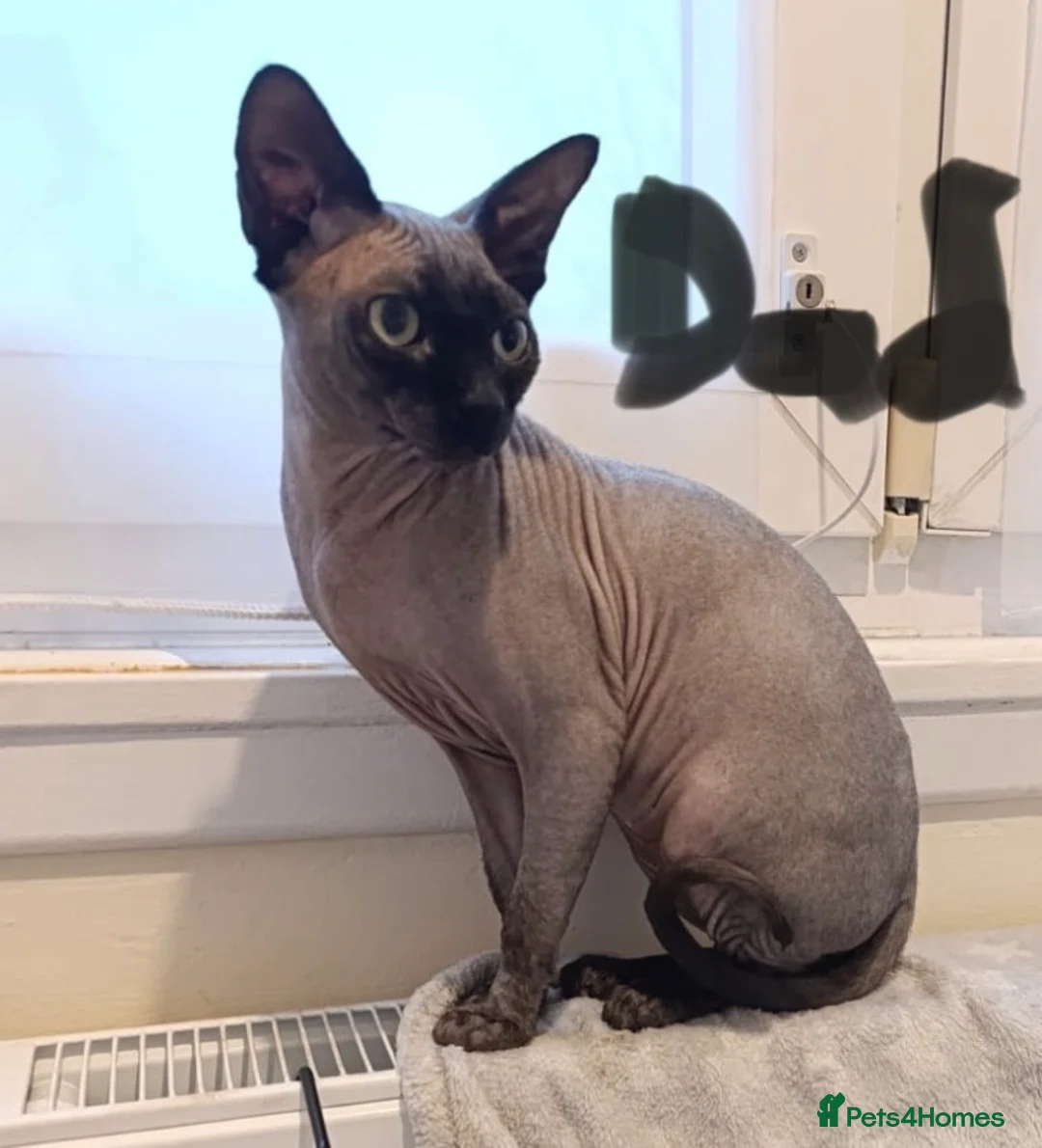 Sphynx cats for sale: Beautiful sphynx kittens for sale🥹 - Advert 13