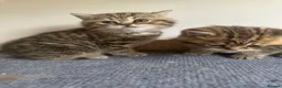 British Shorthair cats for sale: Stunning Tabby FULL PEDIGREECHAMPION BSH BABIES 😍 - Advert 4
