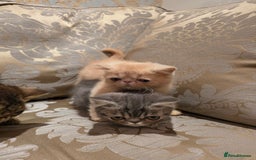 Exotic cats for sale: Super high quality Exotics - TICA reg pedigree - Image 3