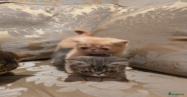 Exotic cats - Advert 7
