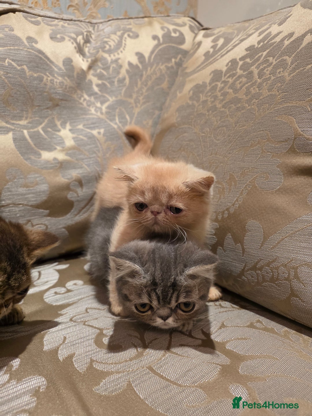 Exotic cats for sale: Super high quality Exotics - TICA reg pedigree - Image 3
