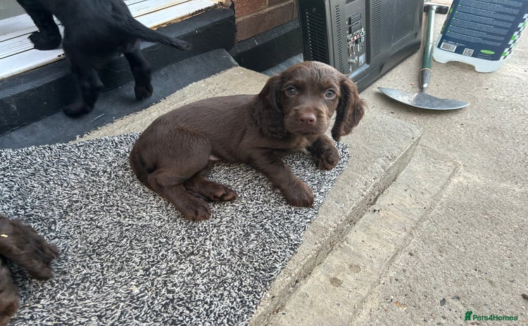 Cocker Spaniel dogs - Advert 12