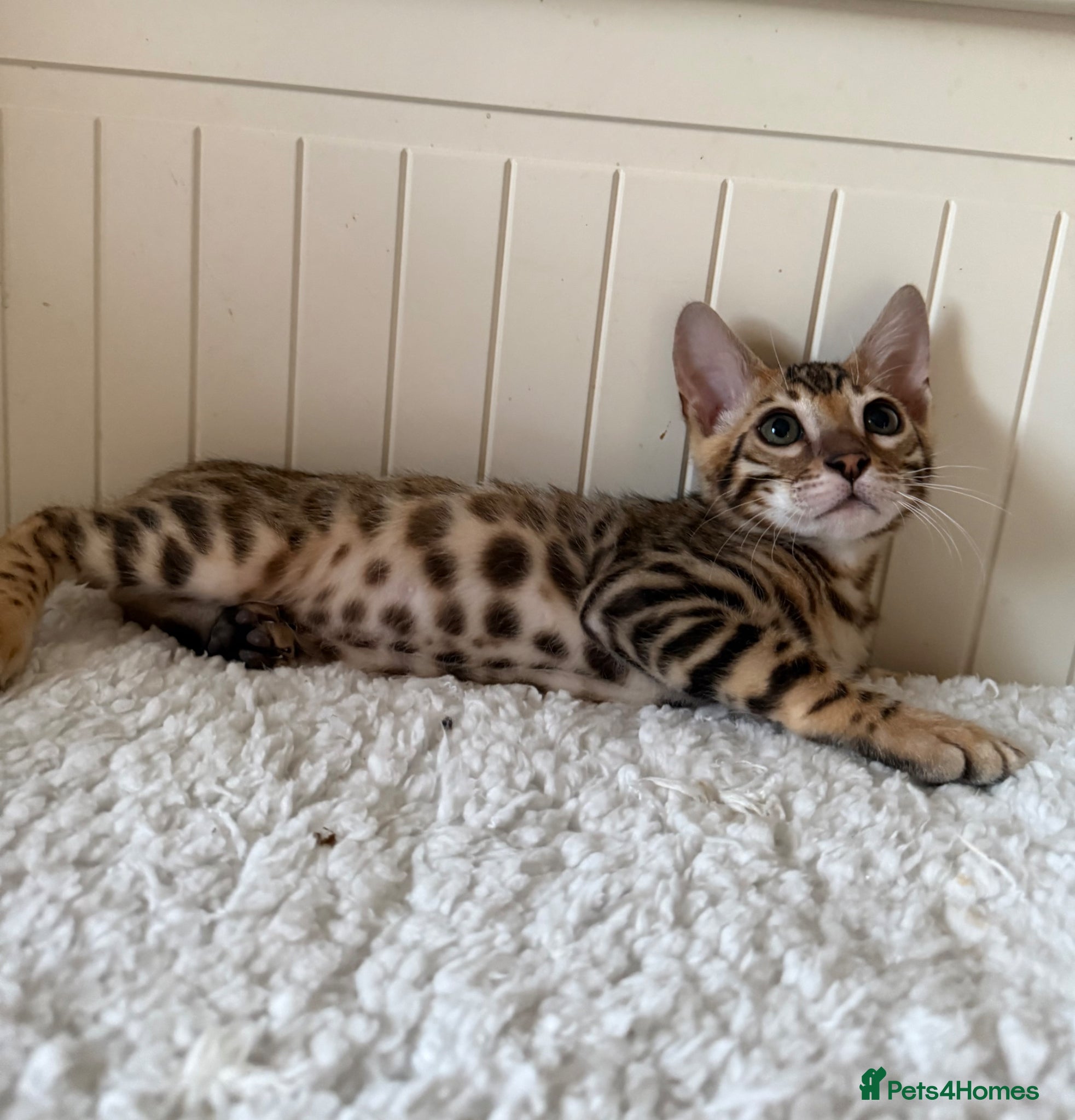 Bengal cats 🐆Adorable pedigree bengal kittens🐆 - Advert 2