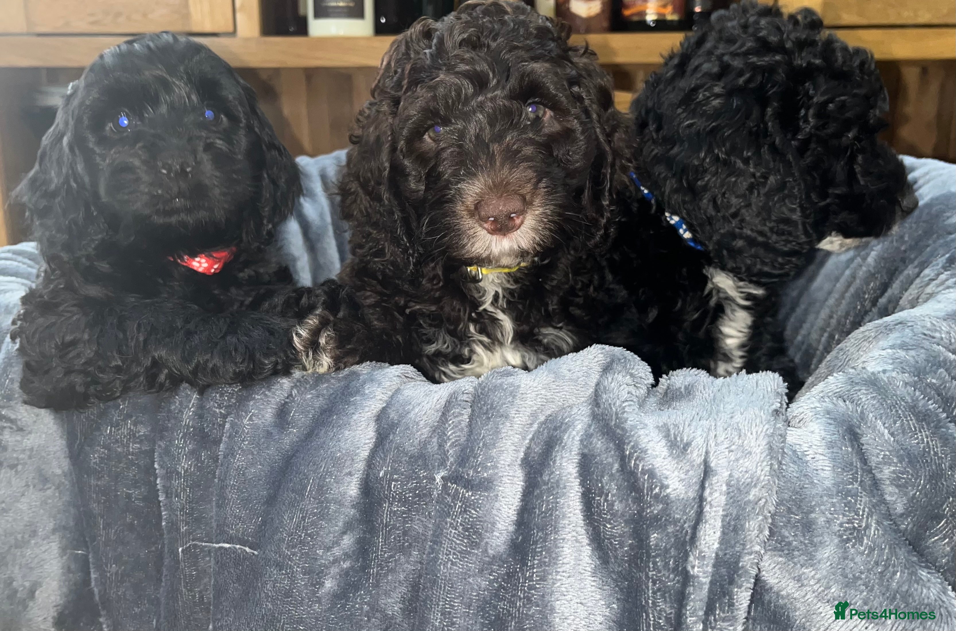 Cockapoo dogs Beautiful cockapoo puppies! - Advert 12