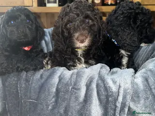 Cockapoo dogs Beautiful cockapoo puppies! - Advert 12