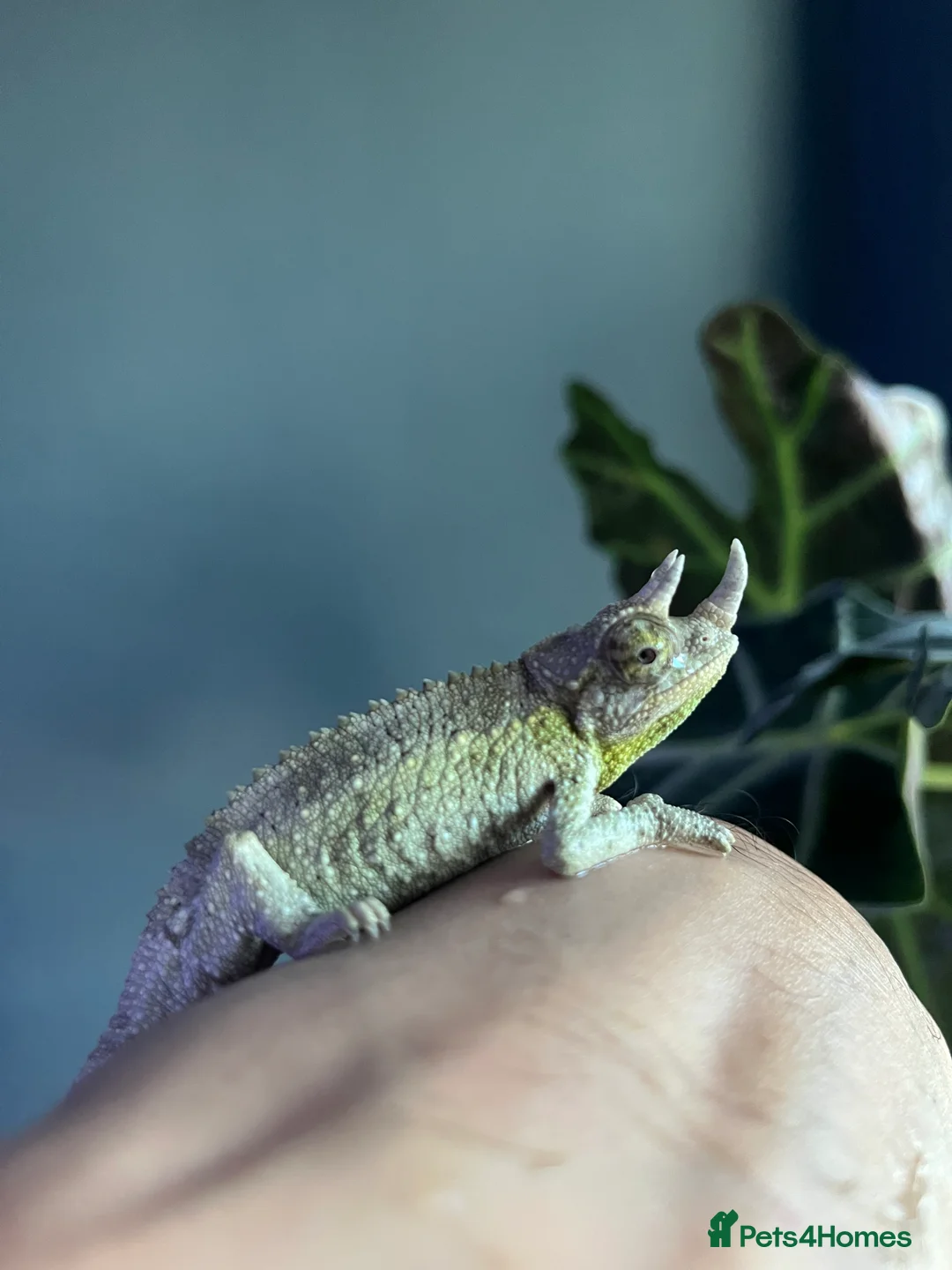 Chameleon reptiles for sale: Rare Jackson’s Chameleon - Male - Advert 2