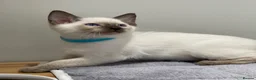 Siamese cats for sale: GCCF Registered Traditional Siamese Kittens.  - Advert 13