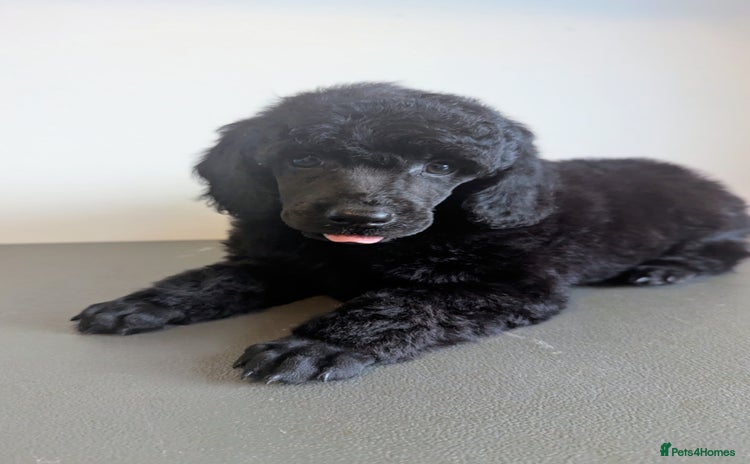 Miniature Poodle dogs - Advert 3