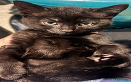 Mixed Breed cats for sale: Beautiful mixed breed kittens  - Image 4