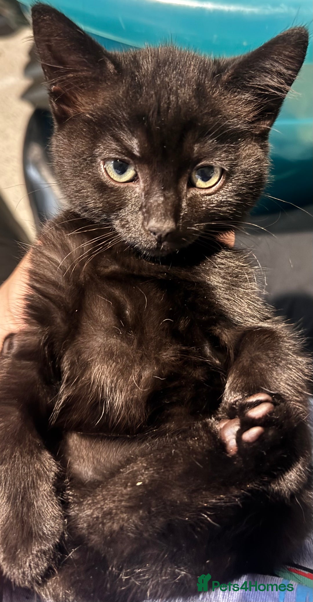 Mixed Breed cats for sale: Beautiful mixed breed kittens  - Image 4