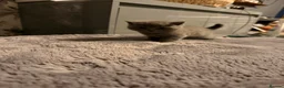 British Shorthair cats for sale: British shorthair kittens  - Advert 32