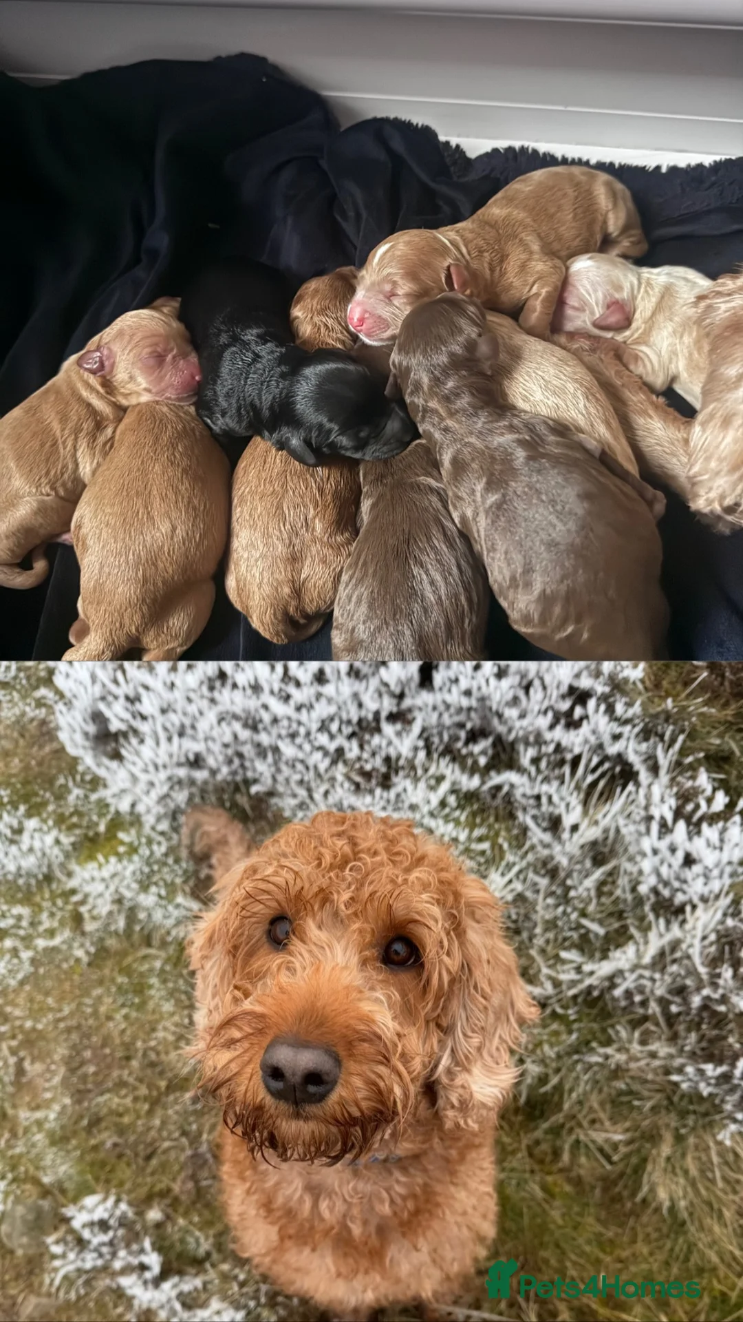 Mixed Breed dogs for sale: 9 Australian Labradoodles  - Advert 1