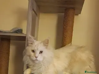 Maine Coon cats Gorgeous Tica reg Maine Coon boy - Advert 8