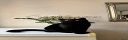 British Shorthair cats for sale: Stunning Black British Shorthair! - Advert 12