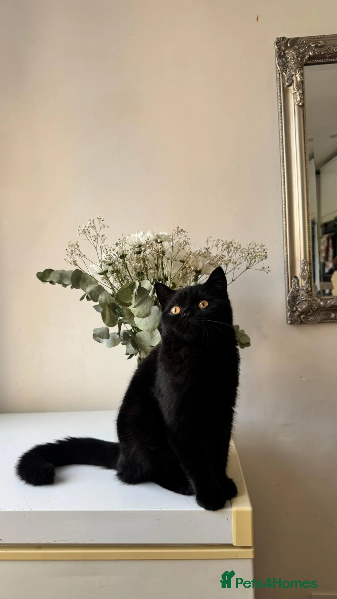 British Shorthair cats for sale: Stunning Black British Shorthair! - Advert 12