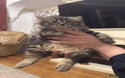 Mixed Breed cats for sale: Beautiful Mixed Breed Female Kitten - Image 8