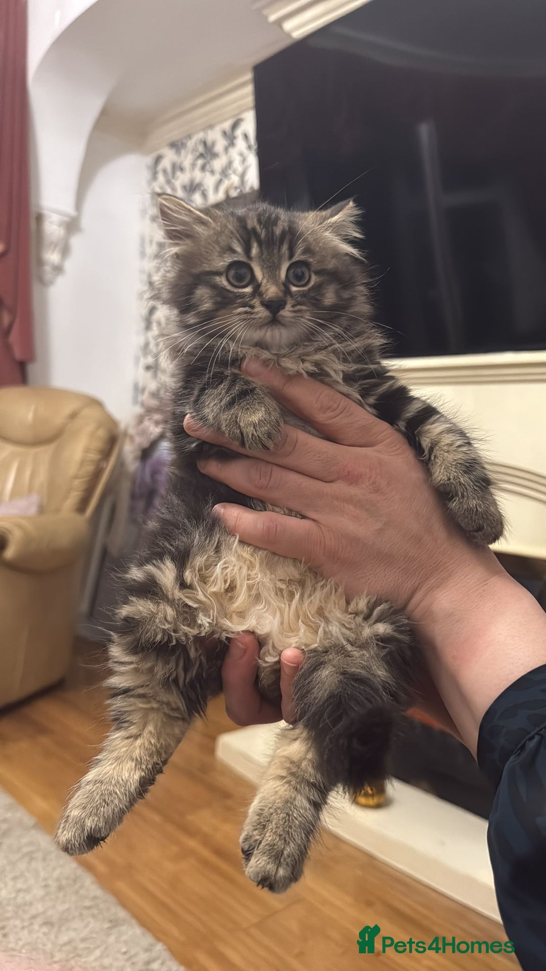 Mixed Breed cats for sale: Beautiful Mixed Breed Female Kitten - Image 8