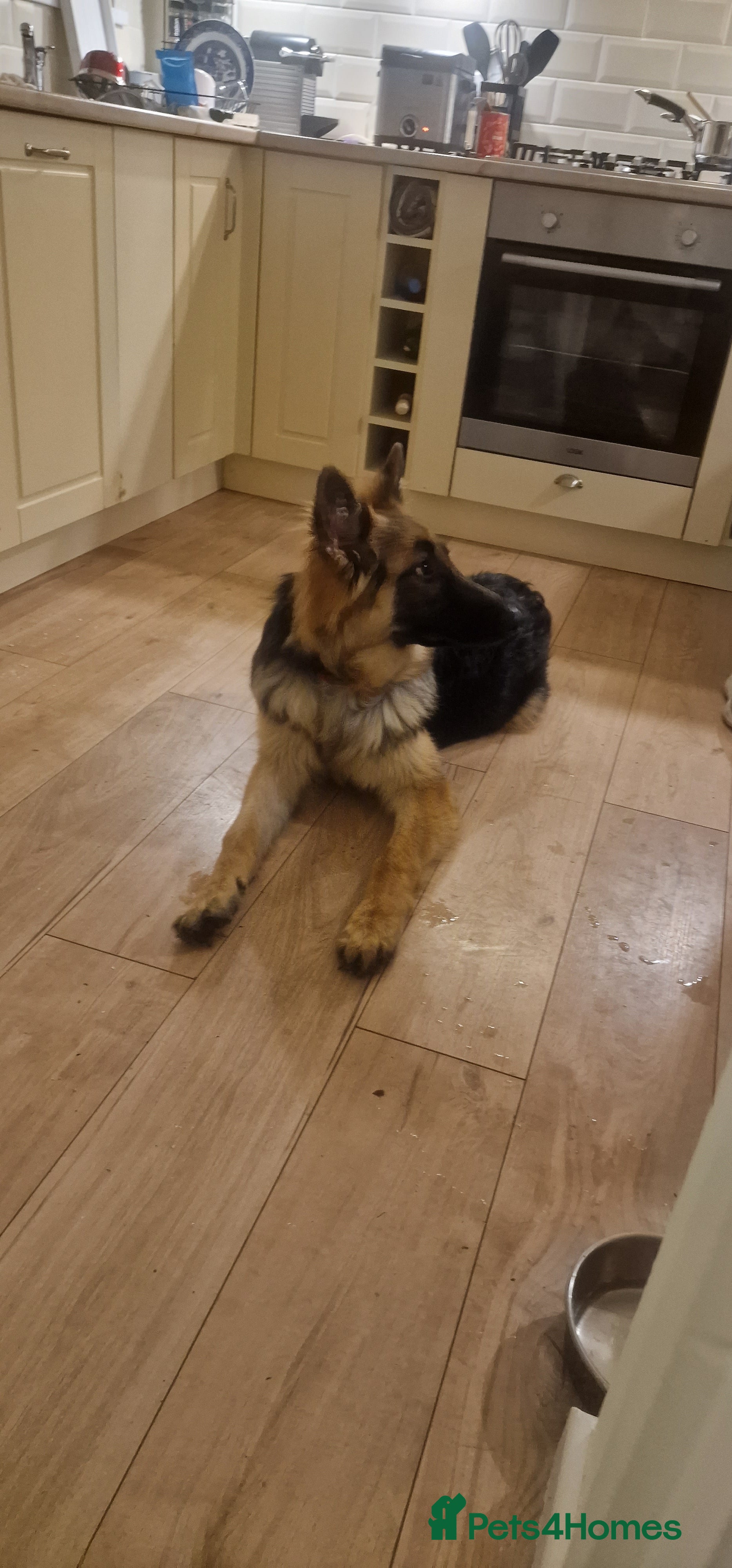 German Shepherd dogs Bear German Shepard 8 months in Tyn-y-Gongl - Advert 2