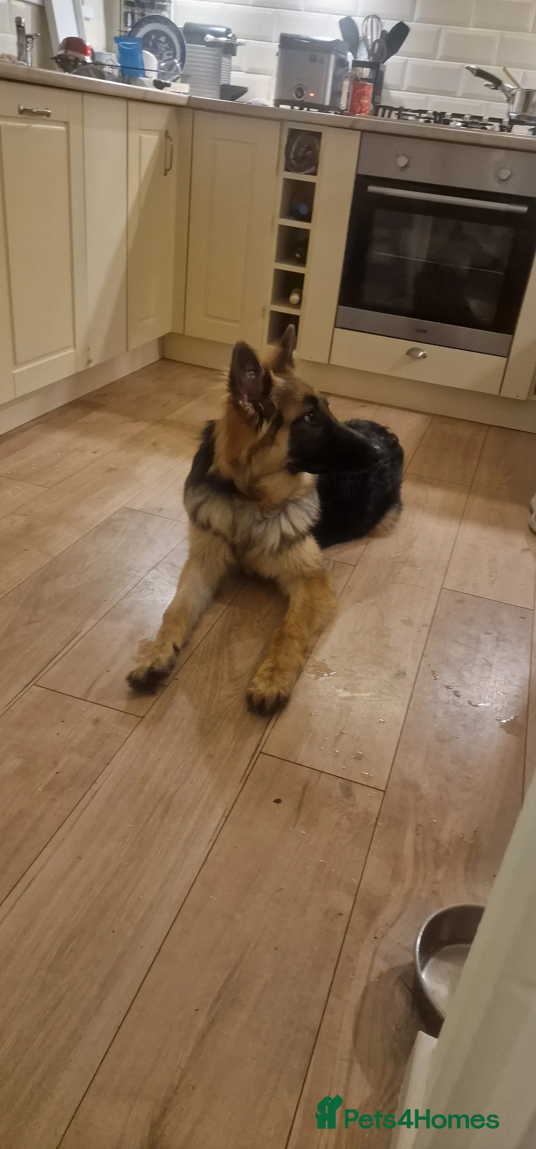 German Shepherd dogs for sale: Bear German Shepard 8 months - Advert 1