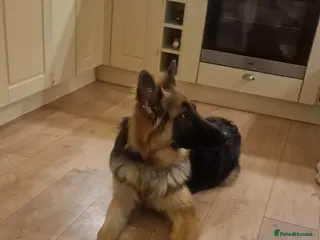 German Shepherd dogs Bear German Shepard 8 months in Tyn-y-Gongl - Advert 2