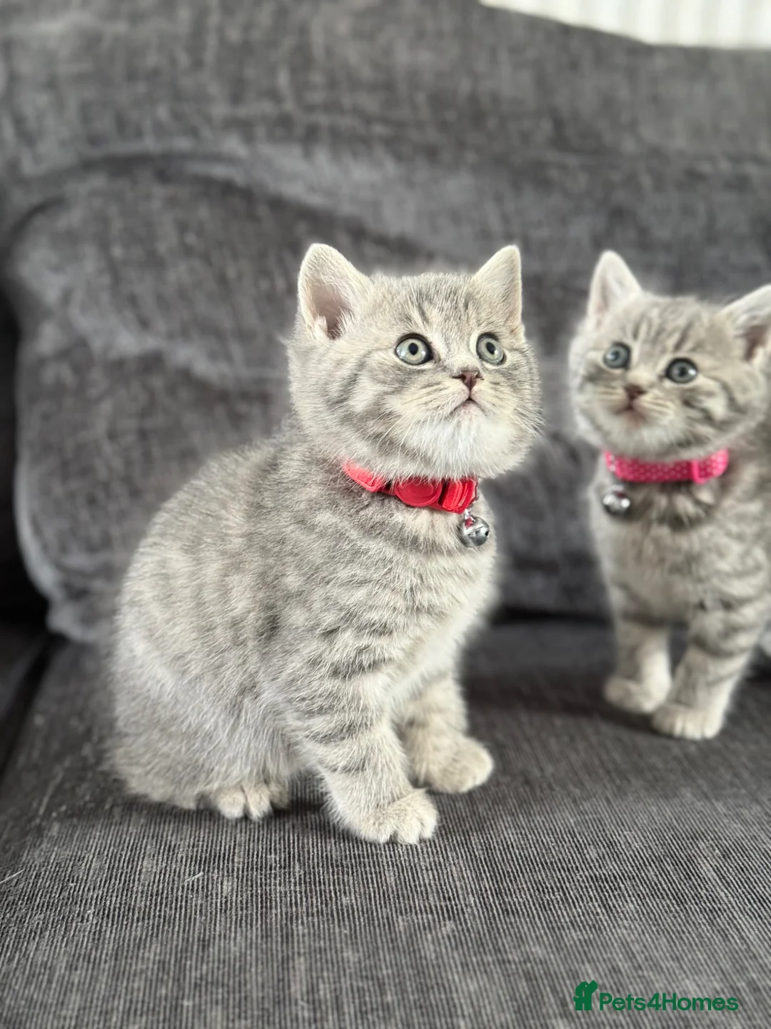 Mixed Breed cats for sale:  Gorgeous British Shorthair Mix Kittens - Advert 1