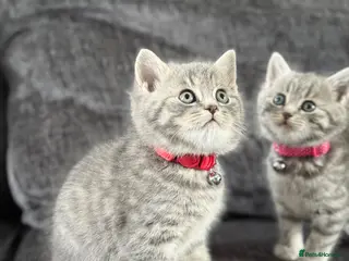Mixed Breed cats Gorgeous British Shorthair Mix Kittens - Advert 1
