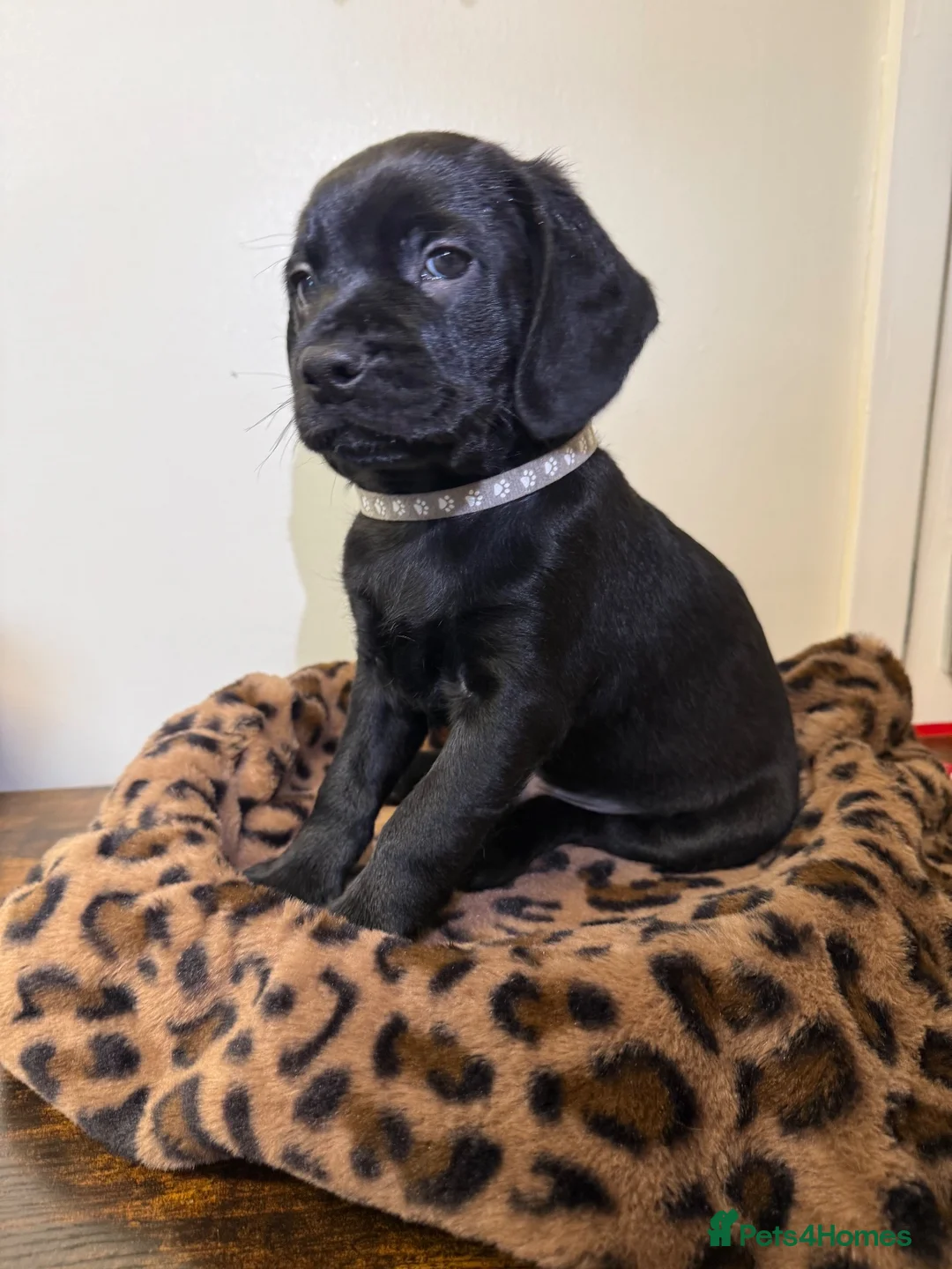 Mixed Breed dogs for sale: BEAUTIFUL COCKAPOO MIXED BREED PUPPIES in Wrexham - Advert 2