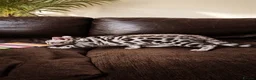 Bengal cats for sale: Stunning Silver TICA reg kitten - Advert 8