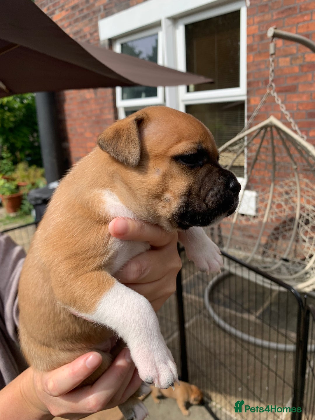 Staffordshire Bull Terrier dogs for sale: Stunning Red Staffy puppies KC top bloodlines - Image 16