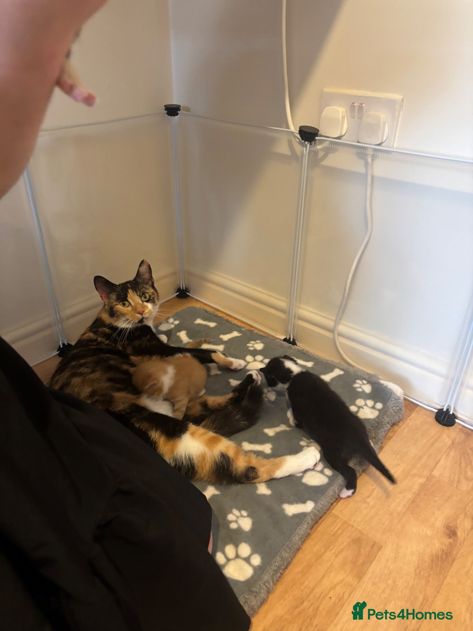 British Shorthair cats Ginger and black and white males - Advert 2