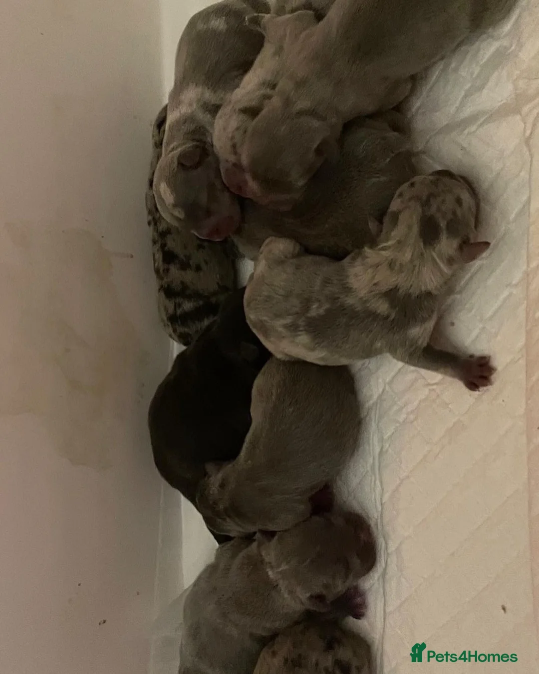 French Bulldog dogs for stud: LILAC AND TAN MERLE FRENCH BULLDOG STUD in Sunderland - Advert 16