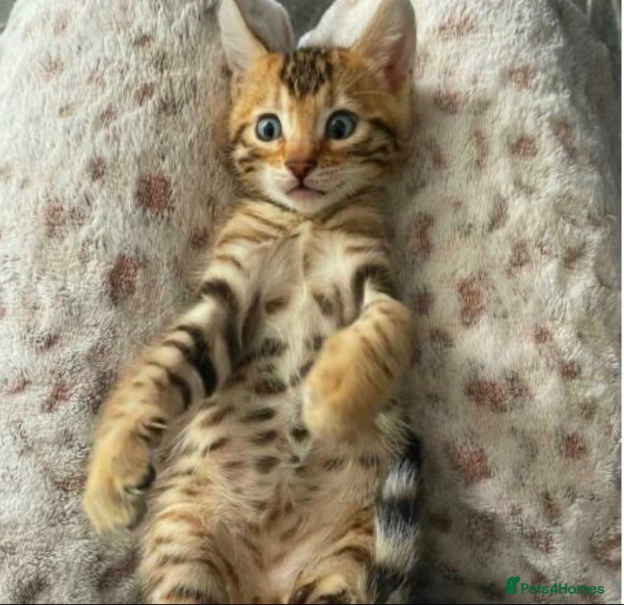 Bengal cats Bengal kittens  - Advert 1