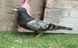Pigeons birds for sale: CHEAP RACER PIGEONS FOR QUICK SELL - Image 5