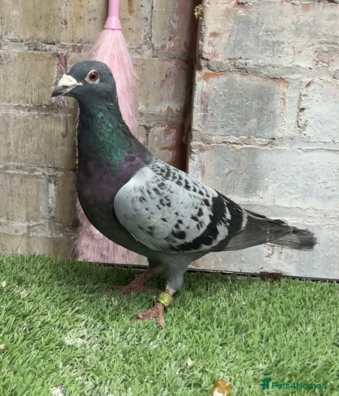 Pigeons birds for sale: CHEAP RACER PIGEONS FOR QUICK SELL - Image 5