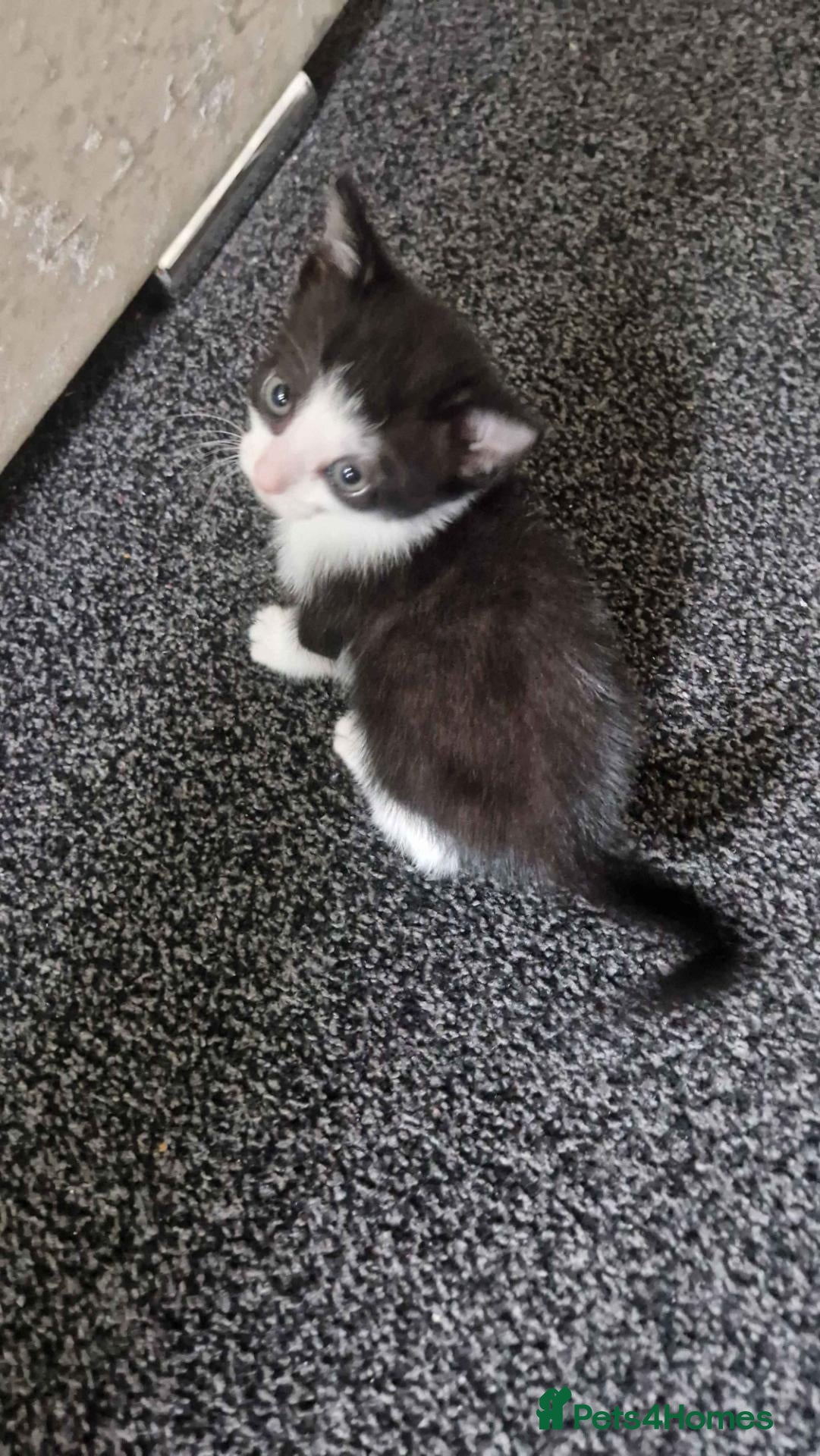 Mixed Breed cats for sale: Kitten - Advert 18