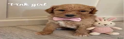Goldendoodle dogs for sale: F1bb goldendoodle puppies  - Advert 16