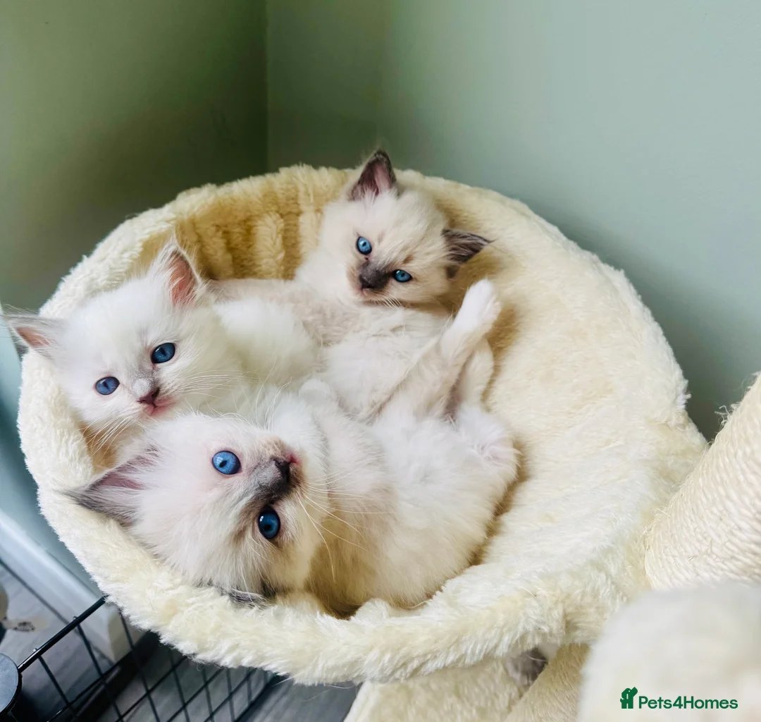 Ragdoll cats for sale: All kittens now reserved. Ragdoll kittens  - Advert 25