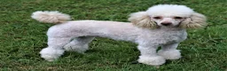 Cavapoo dogs for sale: Health Tested Cavapoos by Licensed Breeder - Advert 39